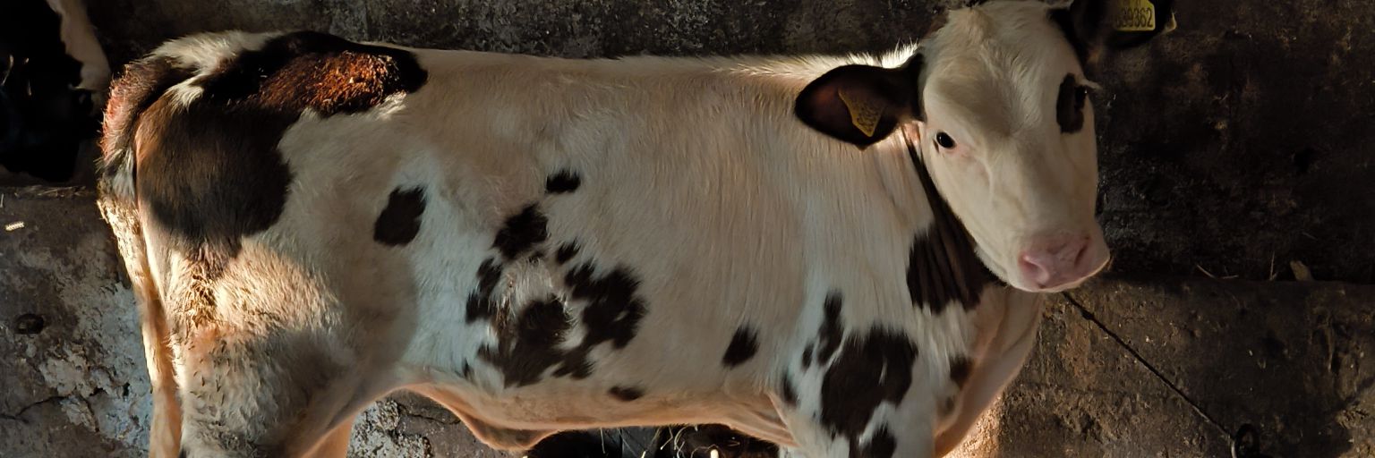 SariiAdamm's profile banner image