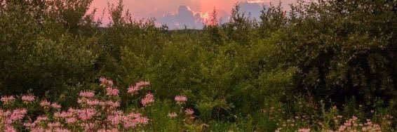 IamMOEE's profile banner image