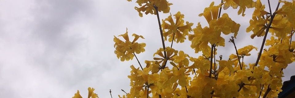 wesleymafhado's profile banner image