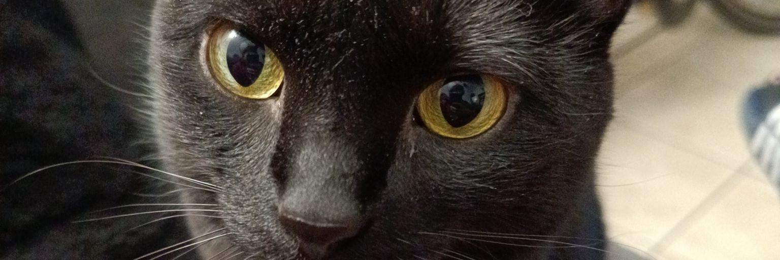 Zebec1's profile banner image