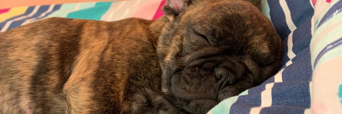 brisasanchez79's profile banner image