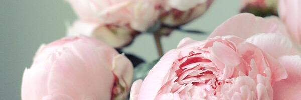 etchandivy's profile banner image