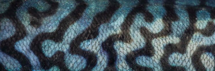 BeardyTatters's profile banner image
