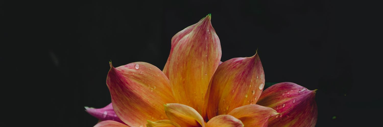 Manchanddesigns's profile banner image