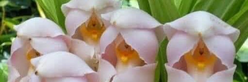 Eli 🌷 banner
