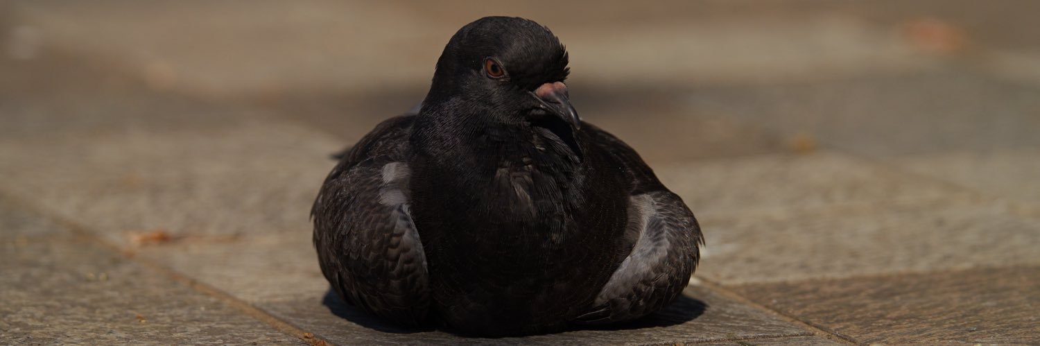 ばってりーよしだ@HWS CANINE banner