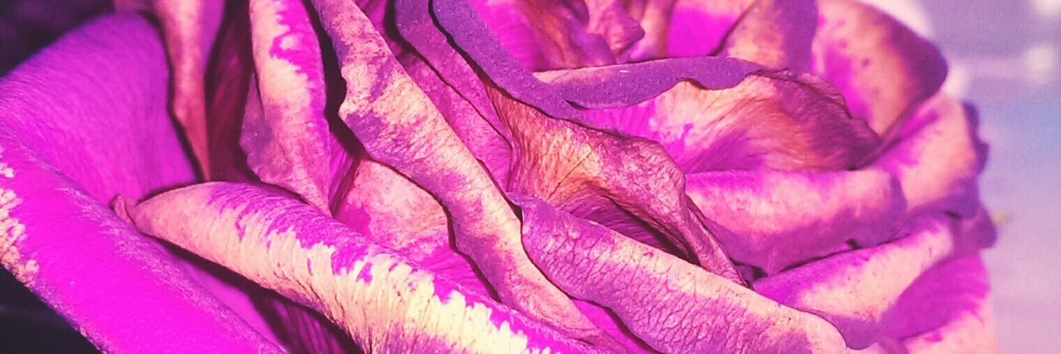 nuttymeg89's profile banner image