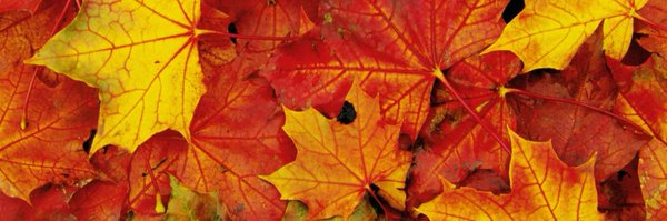 Mrs_Johanson Profile Banner