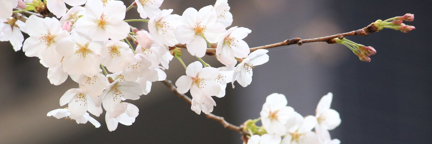 ryousuzu_4's profile banner image