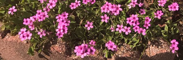 Kitajococo Profile Banner