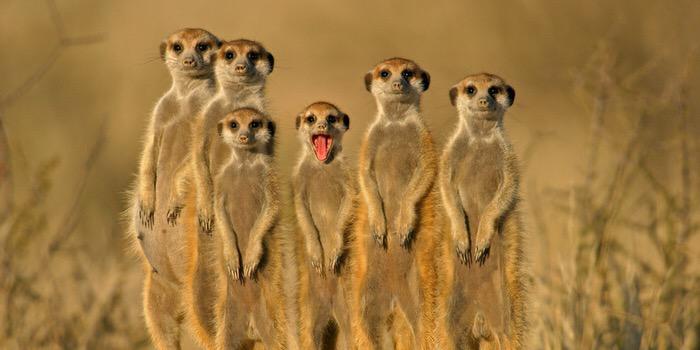 Bgdesuricate's profile banner image