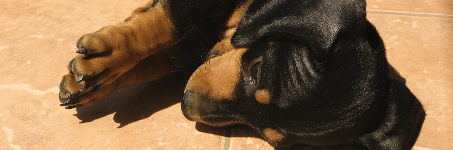 SolBraavo's profile banner image
