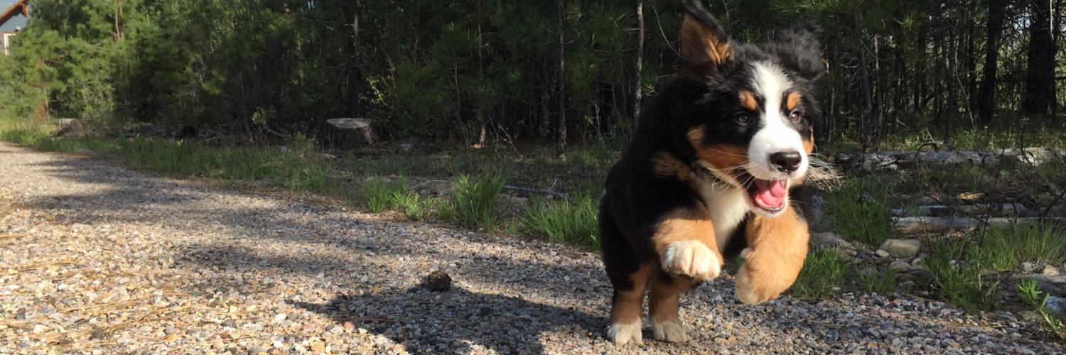 WaggingWaffle's profile banner image