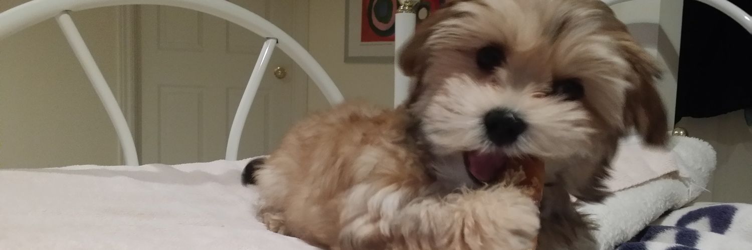 henrythemorkie's profile banner image