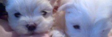 Cynthia Willi banner