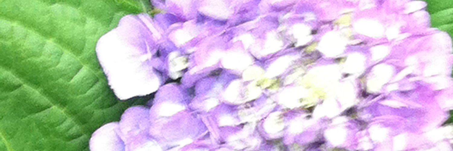 M Hoch banner