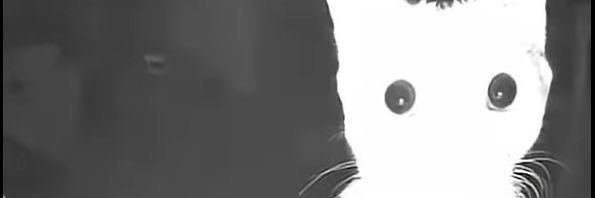 animaxiu's profile banner image