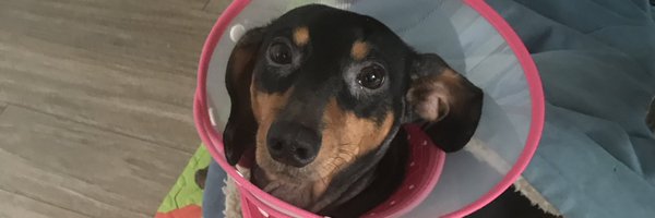 dokibird Profile Banner