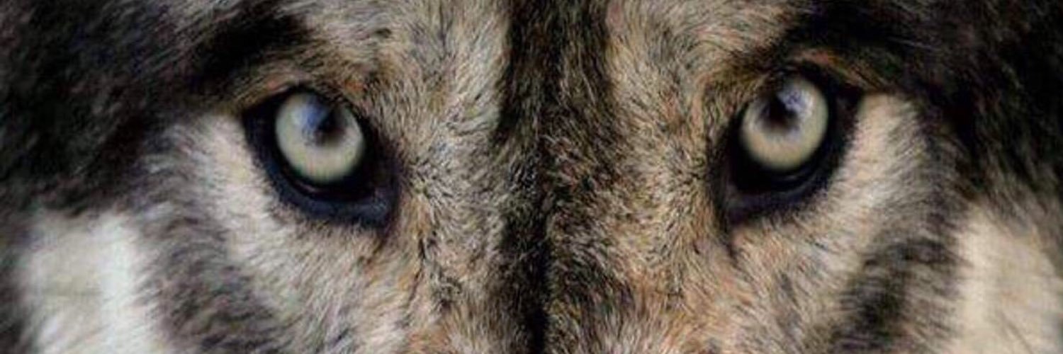 Warrior_Gray's profile banner image