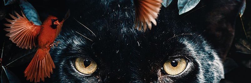 S banner