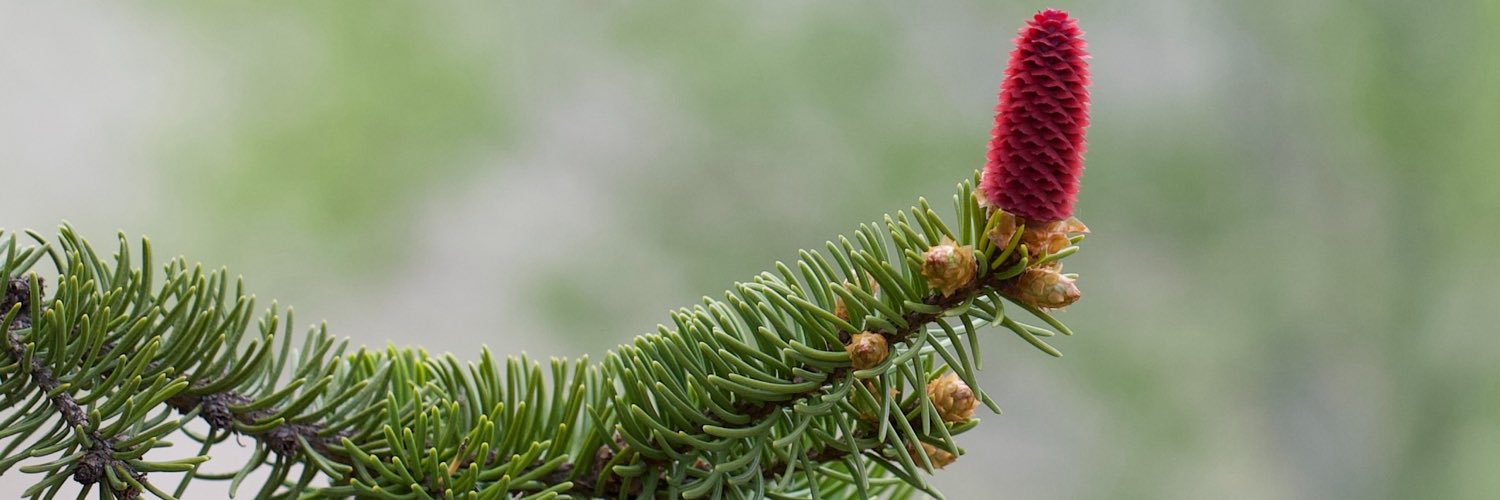 BogdanZaz's profile banner image