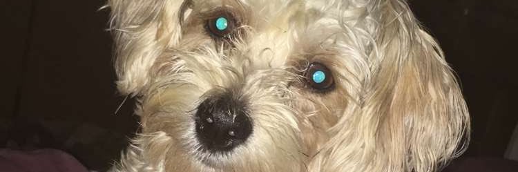 sarahjade240's profile banner image