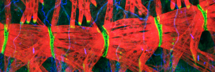 Tanentzapf Lab's banner