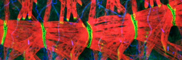 TanentzapfLab Profile Banner