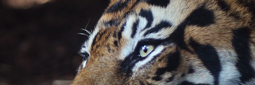 lisalf42's profile banner image