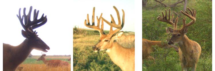 Kansas Hunter banner