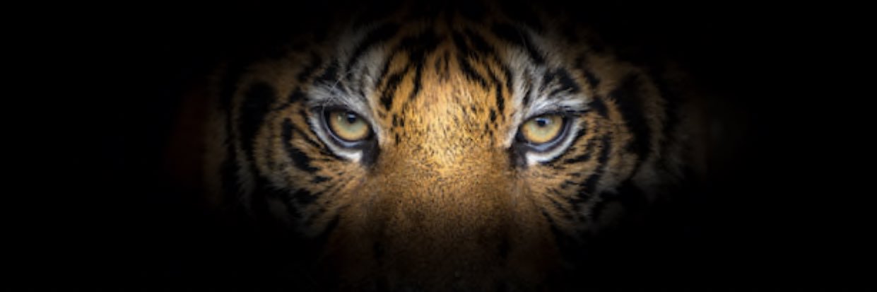 Stefan Cameron banner