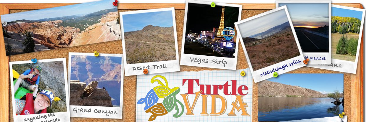 turtlevida's profile banner image