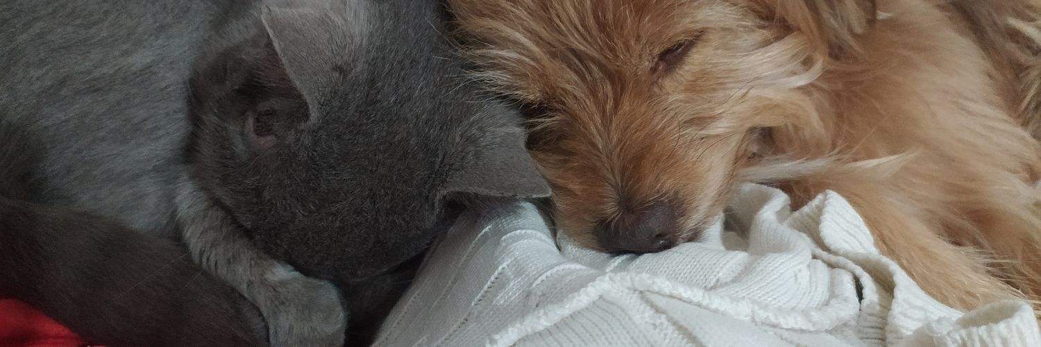 Octavio Lagos banner