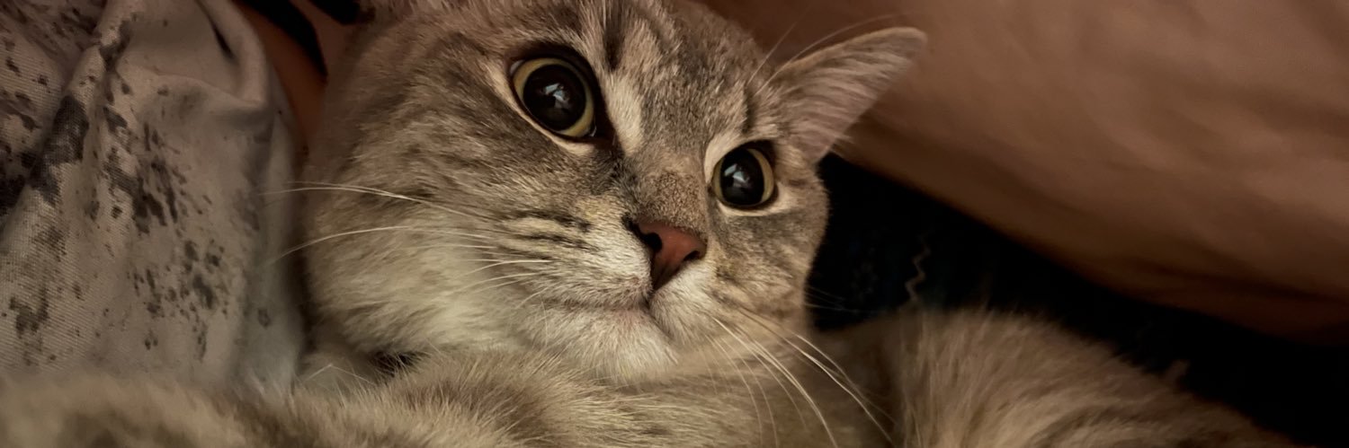 allysonnnl's profile banner image