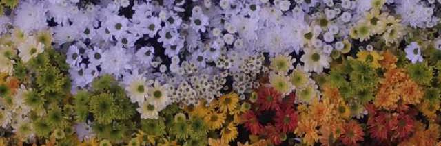 coty_bianco's profile banner image