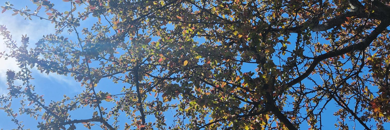 Sanner86's profile banner image