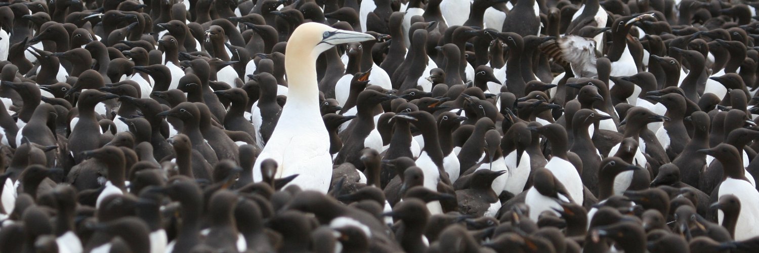 Bill Montevecchi banner