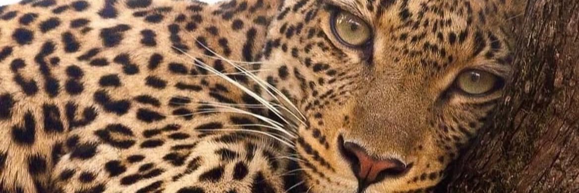 _nnnnay's profile banner image