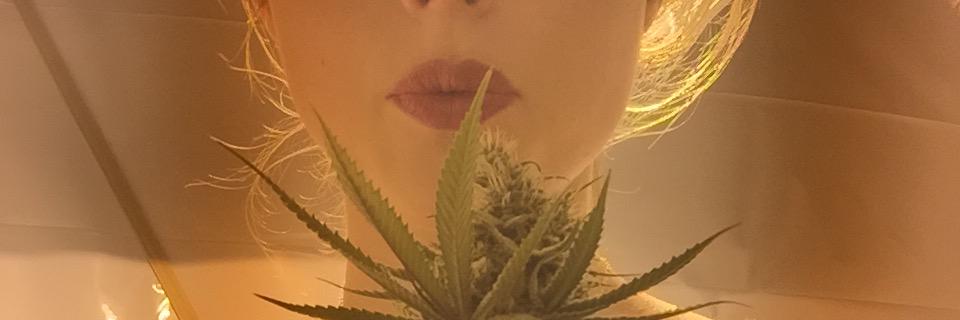 AliceOregon's profile banner image