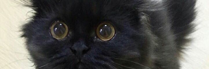 hamedgo911's profile banner image