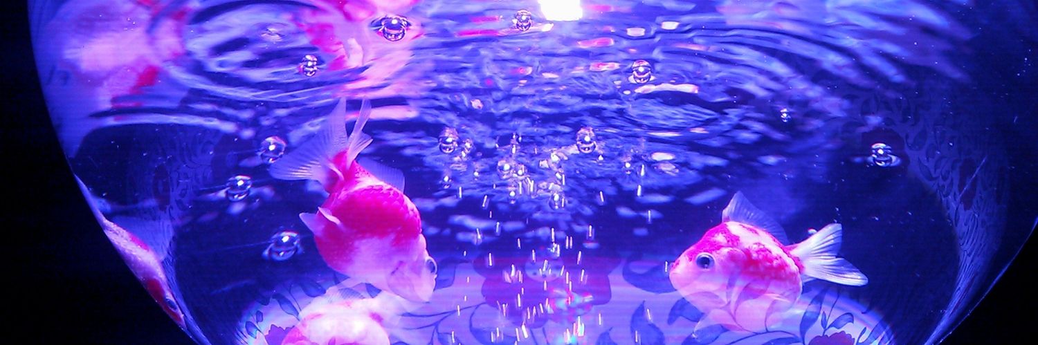 capri_ccioso's profile banner image
