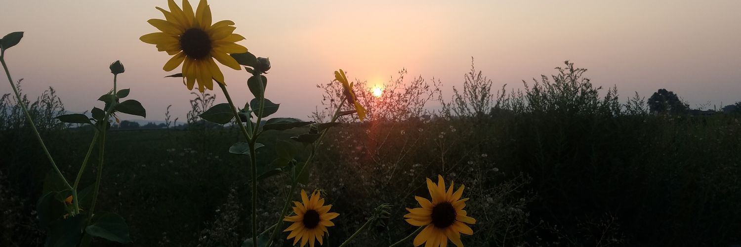 annie_gull's profile banner image