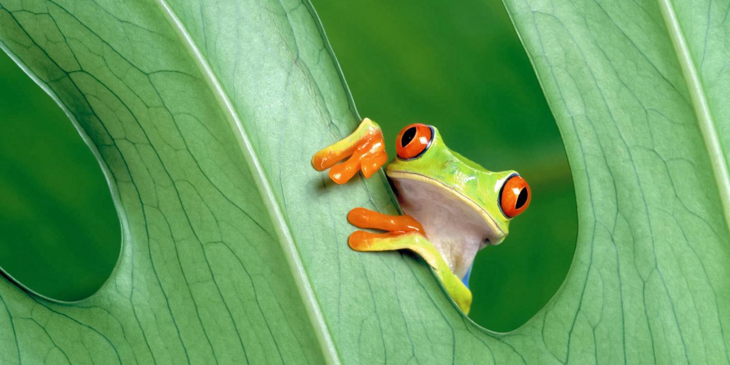 ajfrogg's profile banner image
