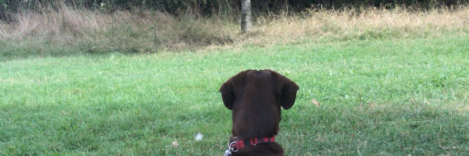 bensdogwalking's profile banner image
