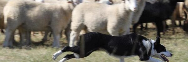 shepherdCaps Profile Banner