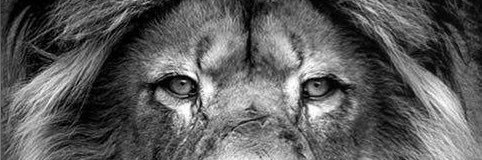 alinajaf07's profile banner image