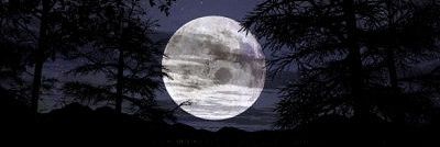 عبدالله ‏الشـــمـري 🕊 banner