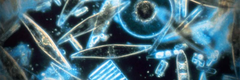 Berni Marciano banner