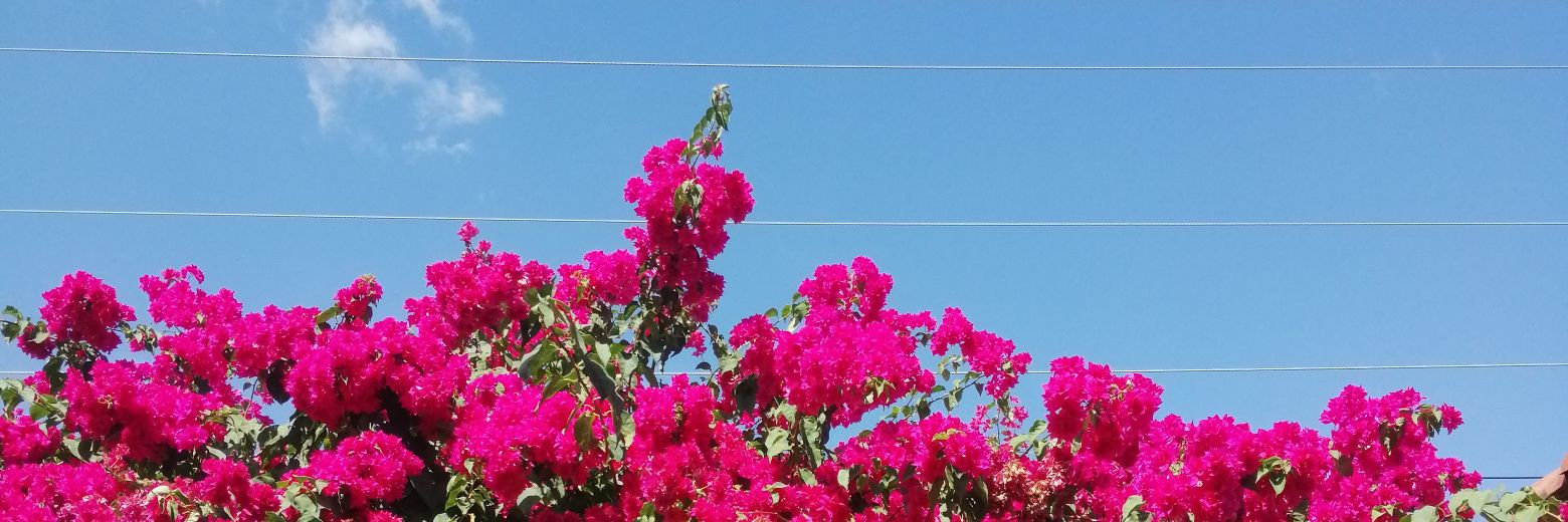 MaElisaTobar's profile banner image