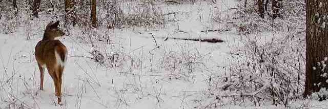 Doe & Arrow Hunting banner